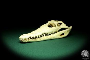 Crocodylus niloticus (20415) a skeleton from Madagascar | Taxidermy | Skeletons