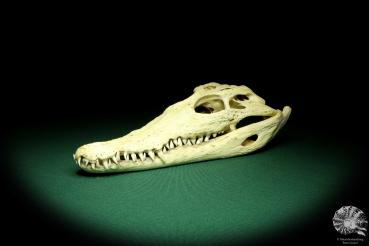 Crocodylus niloticus (20416) a skeleton from Madagascar | Taxidermy | Skeletons