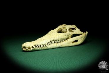 Crocodylus niloticus (20419) a skeleton from Madagascar | Taxidermy | Skeletons