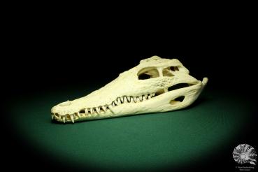 Crocodylus niloticus (20423) a skeleton from Madagascar | Taxidermy | Skeletons