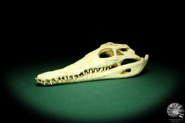 Crocodylus niloticus (20425) a skeleton from Madagascar | Taxidermy | Skeletons