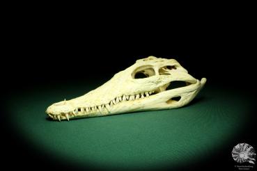 Crocodylus niloticus (20426) a skeleton from Madagascar | Taxidermy | Skeletons