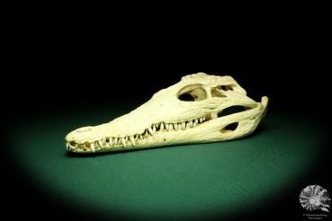 Crocodylus niloticus (20429) a skeleton from Madagascar | Taxidermy | Skeletons