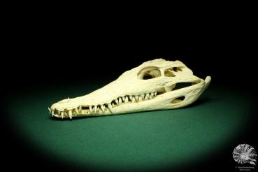 Crocodylus niloticus (20430) a skeleton from Madagascar | Taxidermy | Skeletons