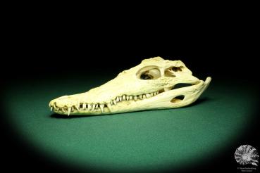 Crocodylus niloticus (20431) a skeleton from Madagascar | Taxidermy | Skeletons