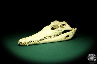 Crocodylus niloticus (20432) a skeleton from Madagascar | Taxidermy | Skeletons