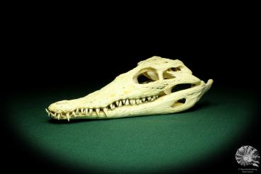 Crocodylus niloticus (20433) a skeleton from Madagascar | Taxidermy | Skeletons