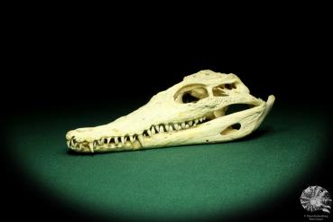 Crocodylus niloticus (20434) a skeleton from Madagascar | Taxidermy | Skeletons