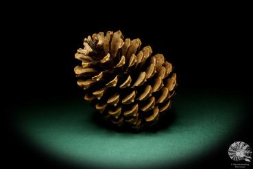 Pinus pinaster (20750) a dried fruit from Europe | Dried fruit