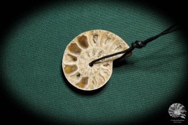 Ammonit ein Schmuckstück aus Fossilien