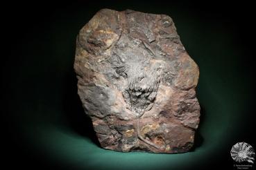 Scyphocrinus elegans (2502) a echinoderm from Morocco | Fossils | Echinoderms