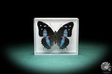 Baeotus baeotus (2848) a butterfly from South America | Taxidermy | Butterflies