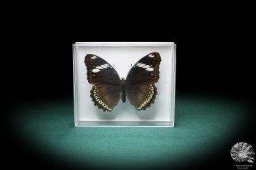 Hypolimnas bolina (2856) a butterfly from Southeast Asia | Taxidermy | Butterflies