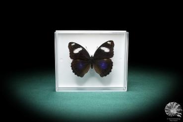 Hypolimnas bolina (2857) a butterfly from Southeast Asia | Taxidermy | Butterflies