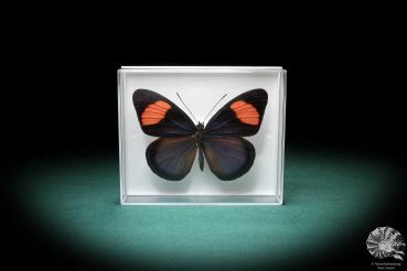 Batesia hypochlora (2866) a butterfly from South America | Taxidermy | Butterflies