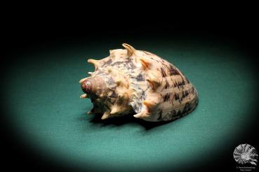 Cymbiola imperialis (2982) a snail from Philippines | Conchylia | Snails