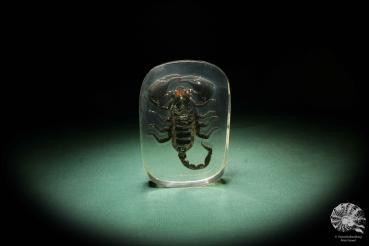 Skorpion ein Präparat aus Acryl