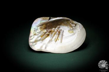 Sinohyriopsis cumingii (3415) a shell from China | Conchylia | Shells & Brachiopods