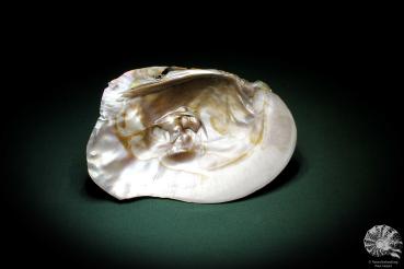 Sinohyriopsis cumingii (3418) a shell from China | Conchylia | Shells & Brachiopods