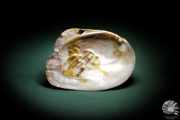 Sinohyriopsis cumingii (3424) a shell from China | Conchylia | Shells & Brachiopods