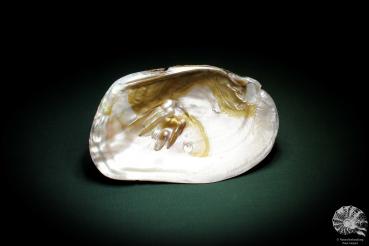 Sinohyriopsis cumingii (3425) a shell from China | Conchylia | Shells & Brachiopods