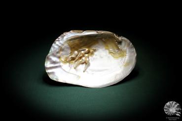 Sinohyriopsis cumingii (3426) a shell from China | Conchylia | Shells & Brachiopods