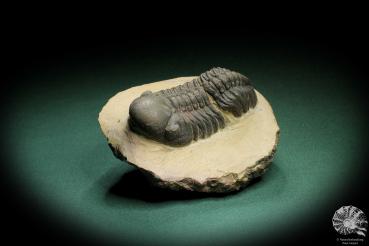 Phacops spec. (3539) ein Trilobit aus Südost-Marokko | Fossilien | Trilobiten