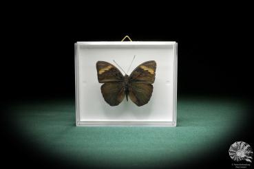 Euphaedra medon (3597) a butterfly from Central Africa | Taxidermy | Butterflies