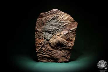 Scyphocrinus elegans (3964) a echinoderm from Morocco | Fossils | Echinoderms