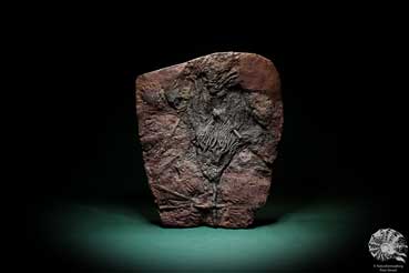 Scyphocrinus elegans (3965) a echinoderm from Morocco | Fossils | Echinoderms