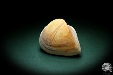 Cucullaea labiata (4071) a shell from Philippines | Conchylia | Shells & Brachiopods