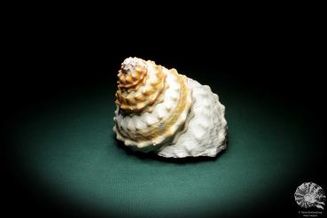 Megastraea undosa (4078) a snail from California | Conchylia | Snails