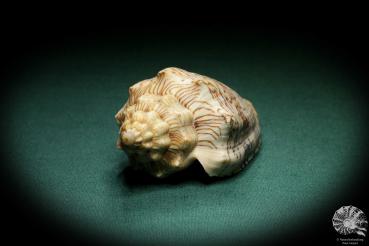 Voluta ebraea (4316) a snail from South Atlantic | Conchylia | Snails