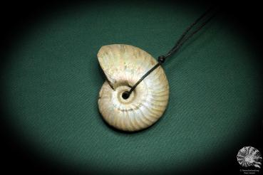 Cleoniceras spec. (4437) a gem from fossils from Madagascar | Nature jewelry | From Fossils