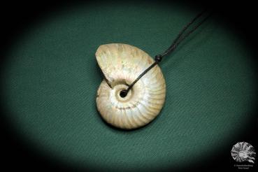 Cleoniceras spec. ein Schmuckstück aus Fossilien