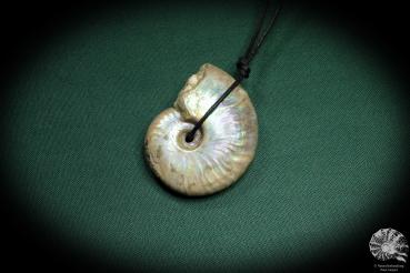 Cleoniceras spec. (4441) a gem from fossils from Madagascar | Nature jewelry | From Fossils