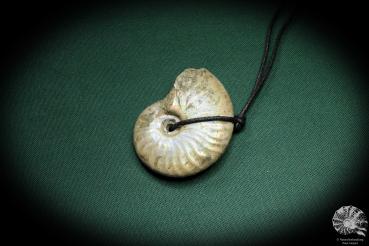 Cleoniceras spec. (4442) a gem from fossils from Madagascar | Nature jewelry | From Fossils