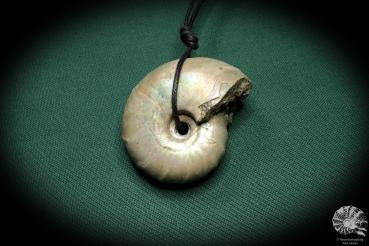 Desmoceras spec. (4445) a gem from fossils from Madagascar | Nature jewelry | From Fossils