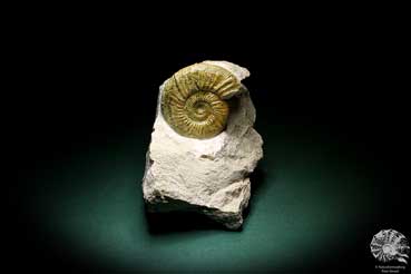 Orthosphinctes proinconditus (4718) a cephalopod from Germany | Fossils | Cephalopods