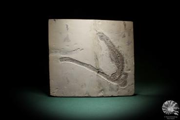 Mesosaurus tenuidens (4885) a vertebrate from South America | Fossils | Vertebrates