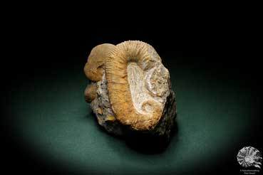 Acrioceras tabarelli (4890) a cephalopod from Morocco | Fossils | Cephalopods