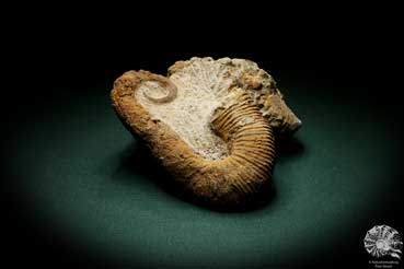 Acrioceras tabarelli (4893) a cephalopod from Morocco | Fossils | Cephalopods