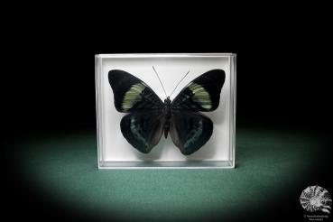 Panacea prola (4928) a butterfly from North America | Taxidermy | Butterflies