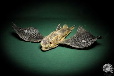 Dactyloptena orientalis (5072) a fishe from Indo-Pacific | Taxidermy | Fishes