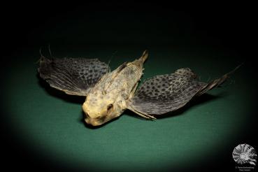 Dactyloptena orientalis (5073) a fishe from Indo-Pacific | Taxidermy | Fishes