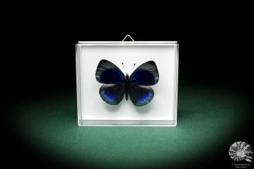 Asterope leprieuri (5149) a butterfly from South America | Taxidermy | Butterflies