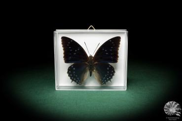 Charaxes tiridates (5163) a butterfly from Africa | Taxidermy | Butterflies