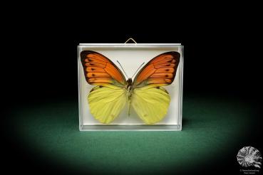 Hebomoia leucippe (5204) a butterfly from Southeast Asia | Taxidermy | Butterflies