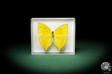 Phoebis neocypris rurina (5215) a butterfly from South America | Taxidermy | Butterflies