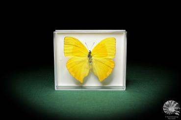 Phoebis neocypris rurina (5216) a butterfly from South America | Taxidermy | Butterflies